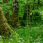 Waldmotive, hier: Impressionen im Birkenwald (3)