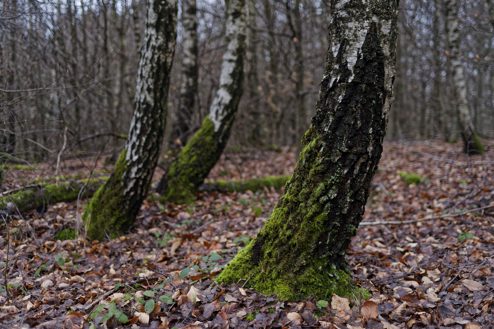 Waldmotive, hier: Impressionen im Birkenwald