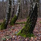 Waldmotive, hier: Impressionen im Birkenwald