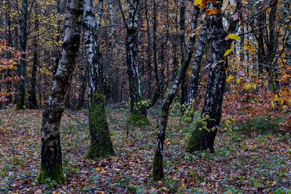 Waldmotive, hier: Impressionen im Birkenwald