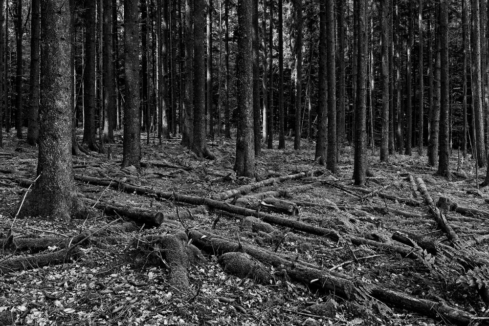 Waldmotive, hier: Impressionen im Fichtenwald