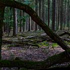 Waldmotive, hier: Impressionen im Fichtenwald