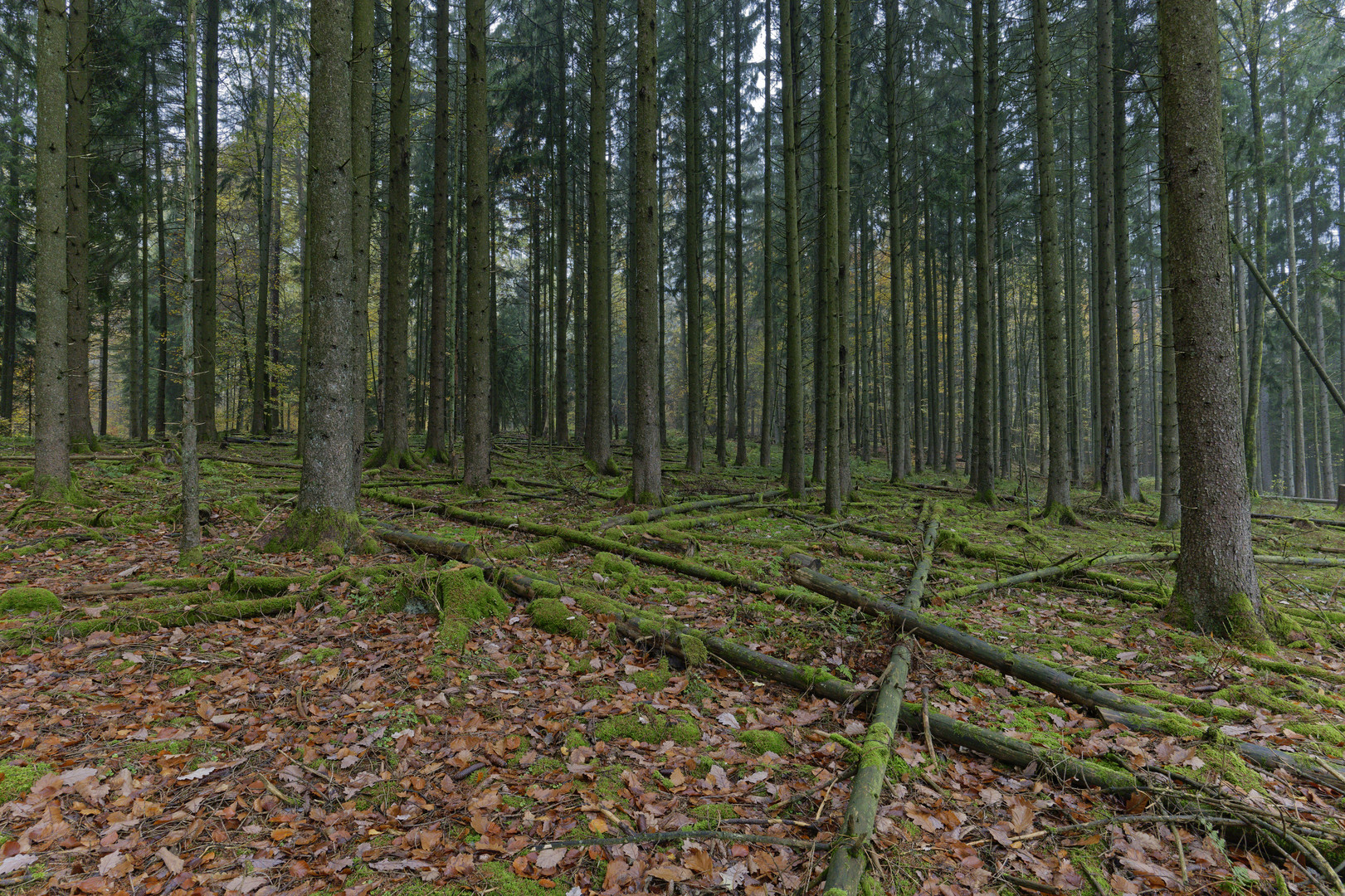 Waldmotive, hier: Impressionen im Fichtenwald