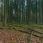 Waldmotive, hier: Impressionen im Fichtenwald