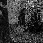 Waldmotive, hier: Impressionen im Gespensterwald 