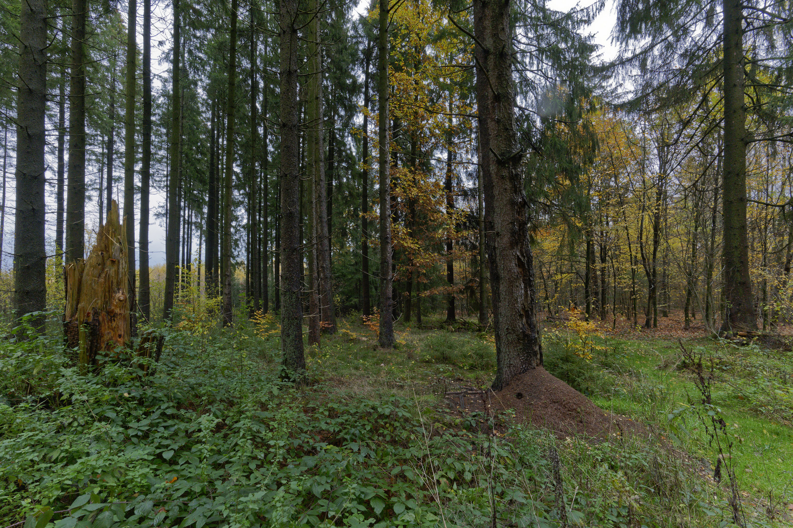 Waldmotive, hier: Impressionen im Herbstwald