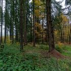 Waldmotive, hier: Impressionen im Herbstwald