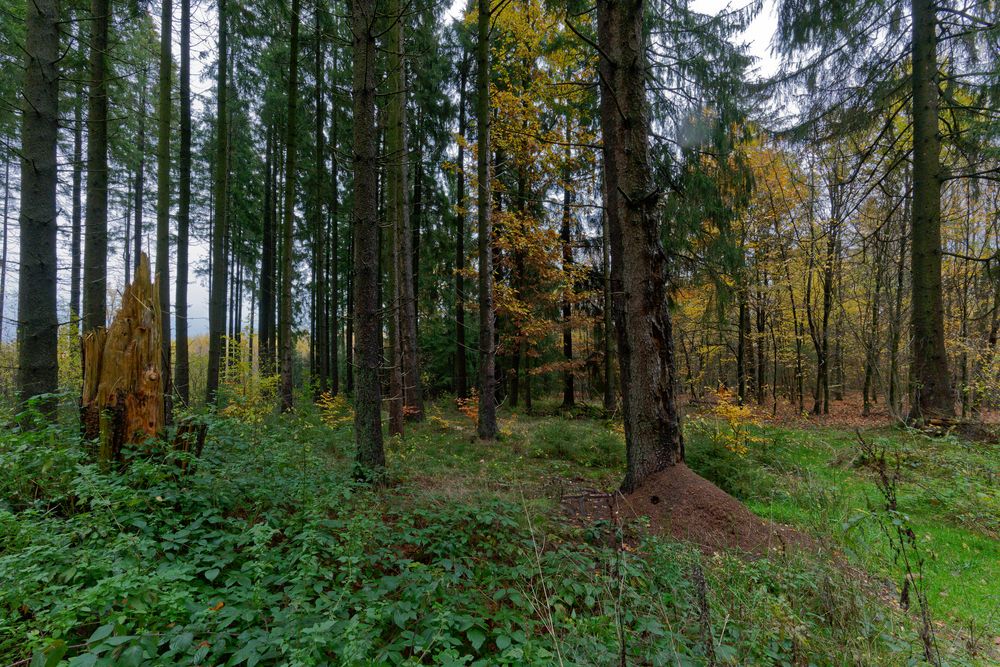 Waldmotive, hier: Impressionen im Herbstwald