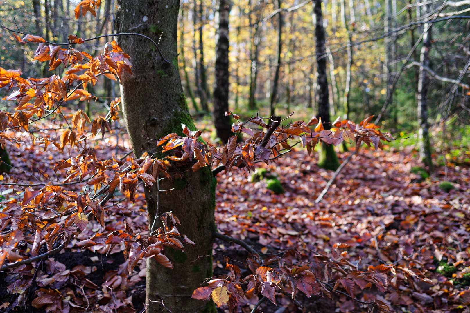 Waldmotive, hier: Impressionen im Herbstwald