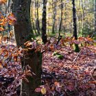 Waldmotive, hier: Impressionen im Herbstwald