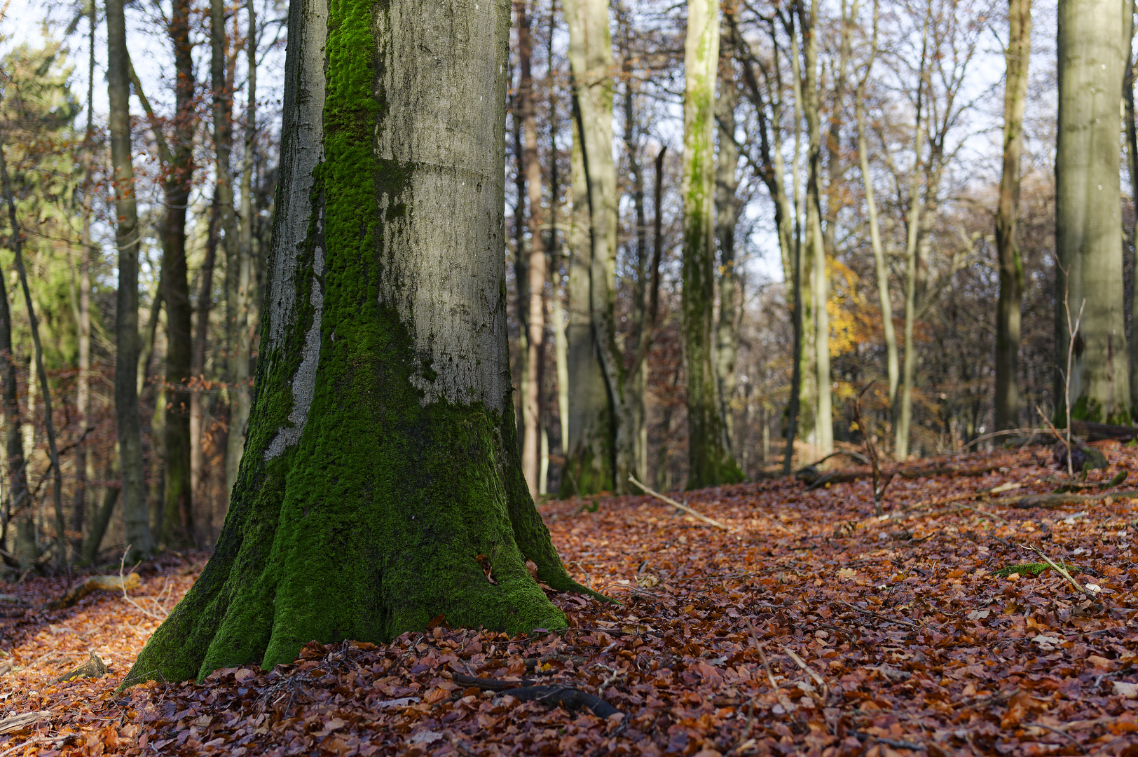 Waldmotive, hier: Impressionen im Laubwald