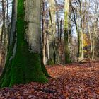 Waldmotive, hier: Impressionen im Laubwald