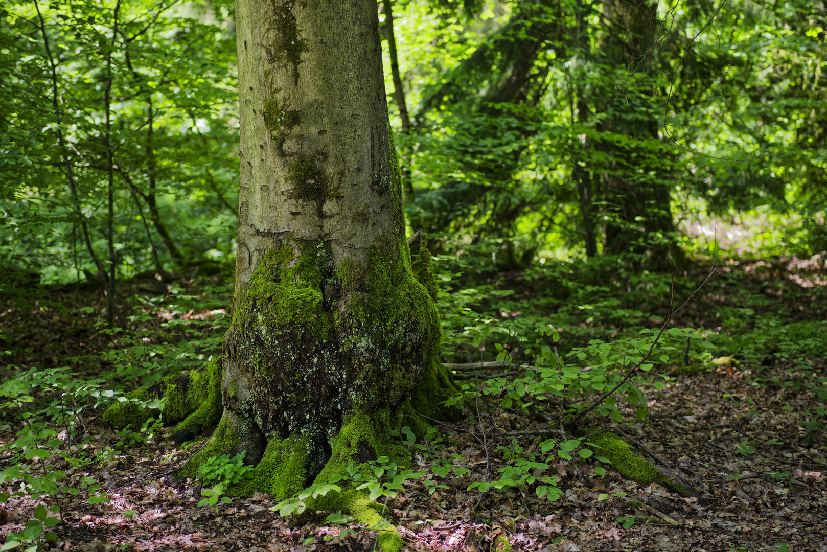 Waldmotive, hier: Impressionen im Maiwald