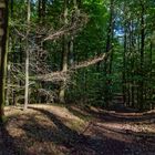 Waldmotive, hier: Impressionen im Sommerwald (2)