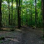 Waldmotive, hier: Impressionen im Sommerwald