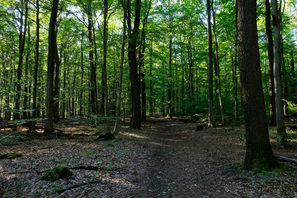 Waldmotive, hier: Impressionen im Sommerwald