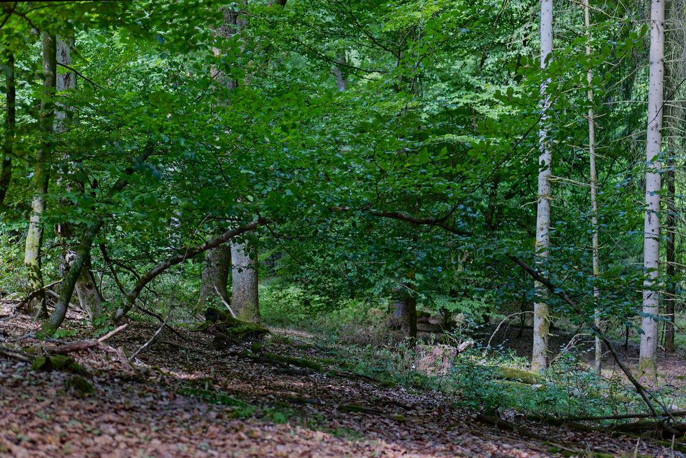 Waldmotive, hier: Impressionen im Sommerwald