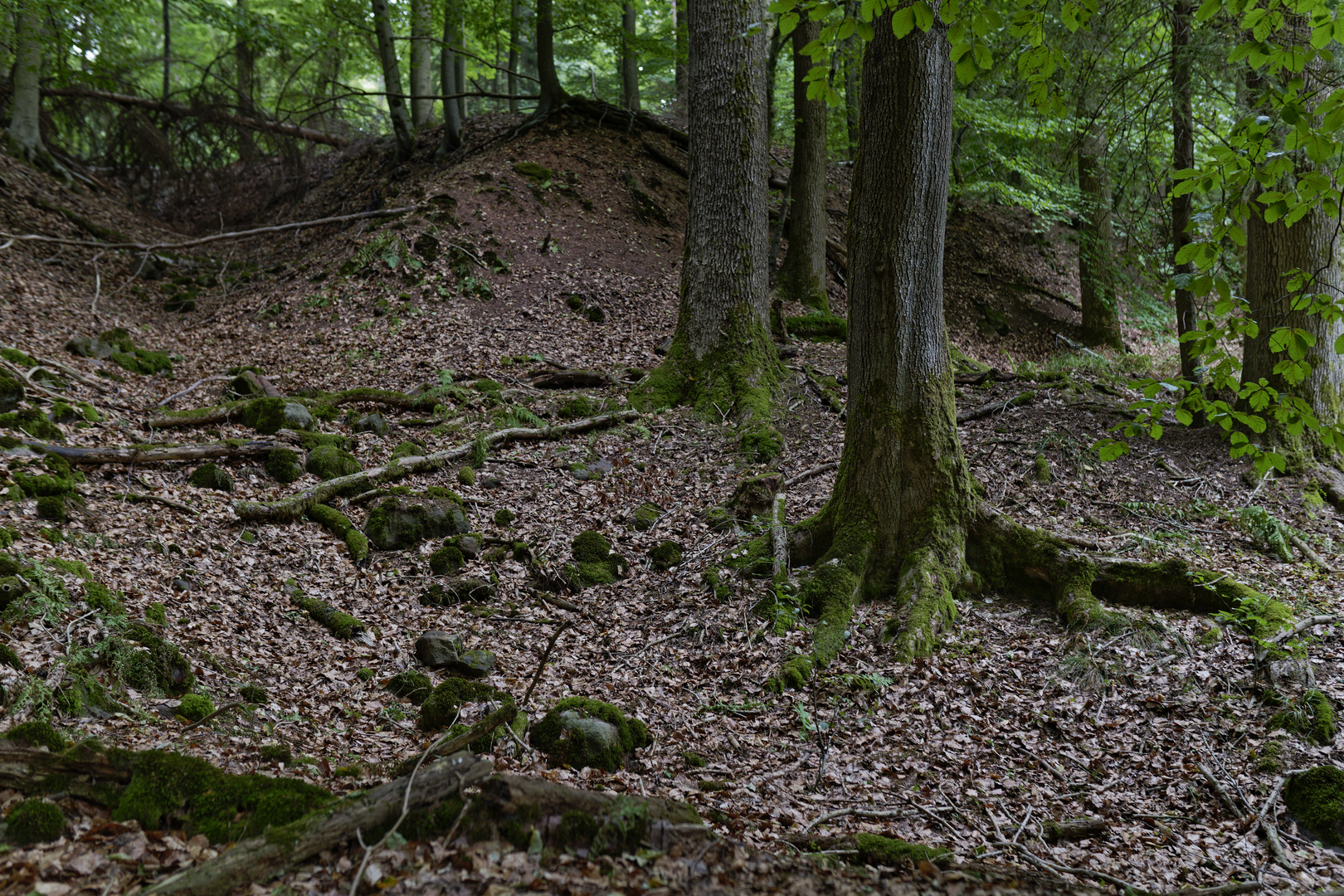 Waldmotive, hier: Impressionen im Sommerwald 
