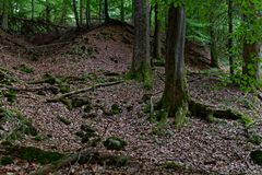 Waldmotive, hier: Impressionen im Sommerwald 