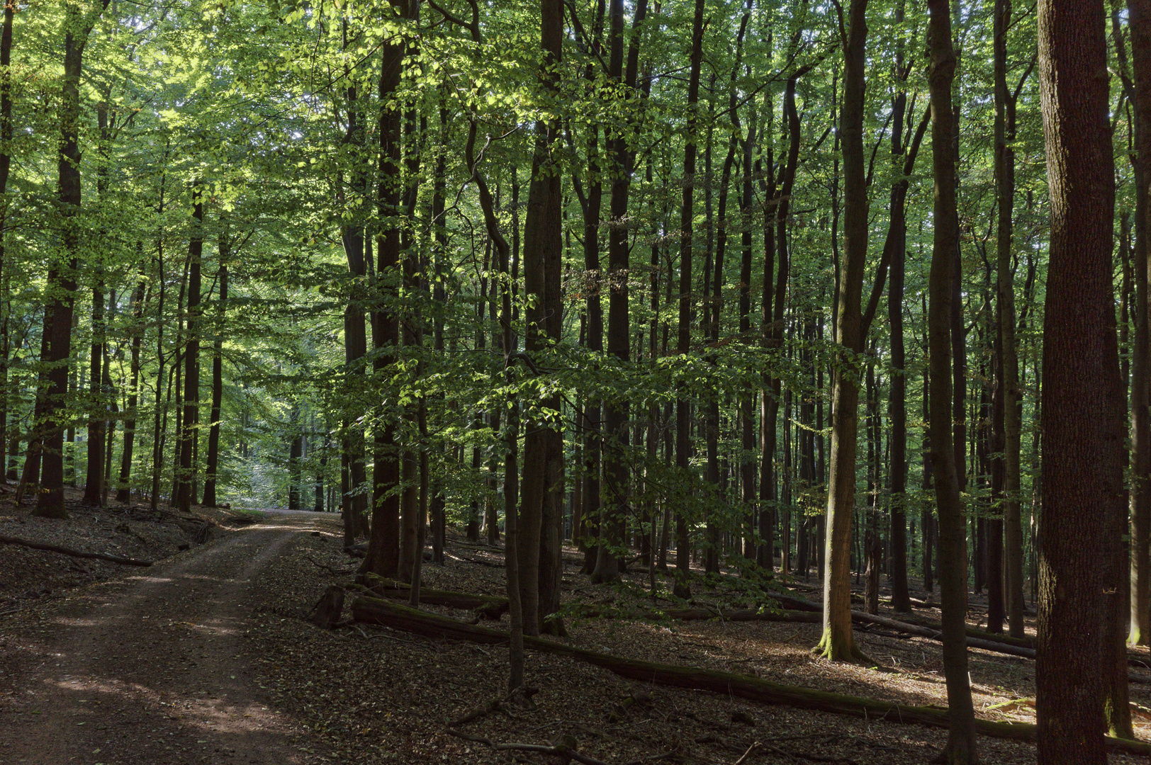 Waldmotive, hier: Impressionen im Sommerwald