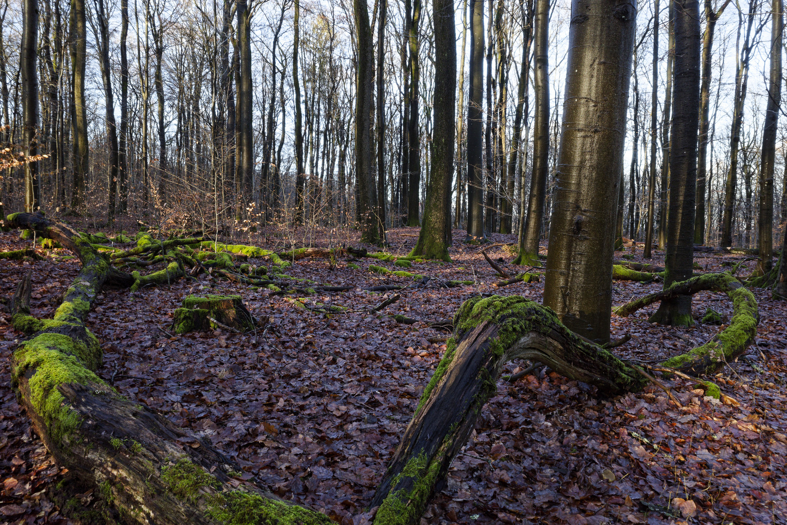 Waldmotive, hier: Impressionen im winterlichen Laubwald