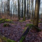 Waldmotive, hier: Impressionen im winterlichen Laubwald