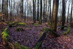 Waldmotive, hier: Impressionen im winterlichen Laubwald