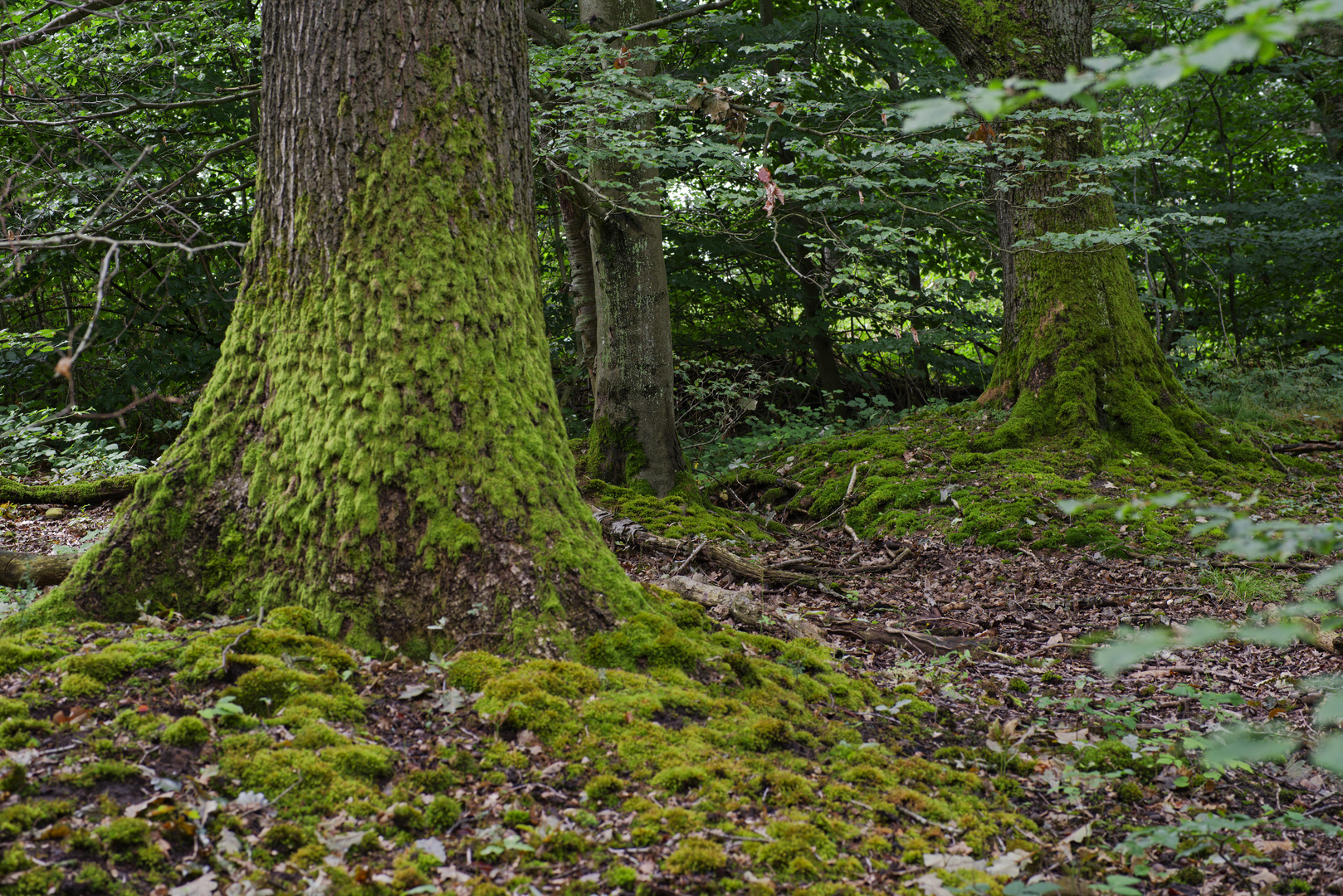 Waldmotive, hier: in den Mooswelten