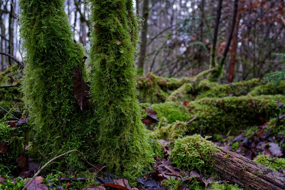 Waldmotive, hier: in den Mooswelten