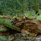 Waldmotive, hier: in den Mooswelten (3)