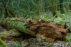 Waldmotive, hier: in den Mooswelten (3)