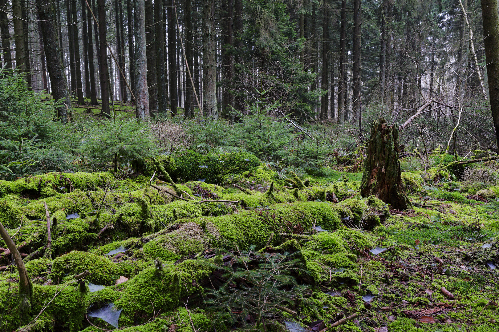 Waldmotive, hier: in den Mooswelten (3)