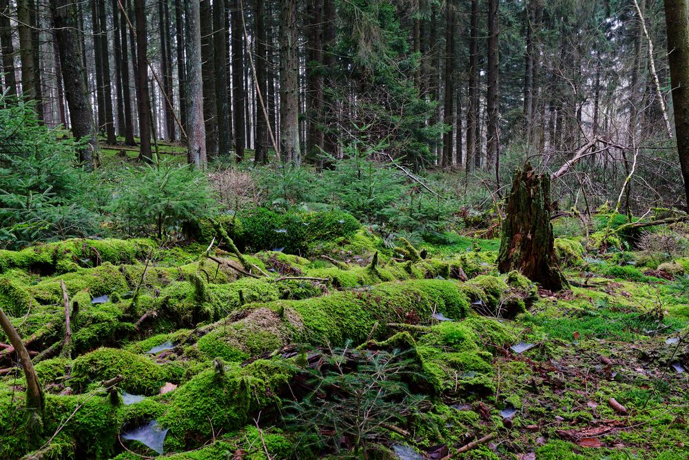 Waldmotive, hier: in den Mooswelten (3)
