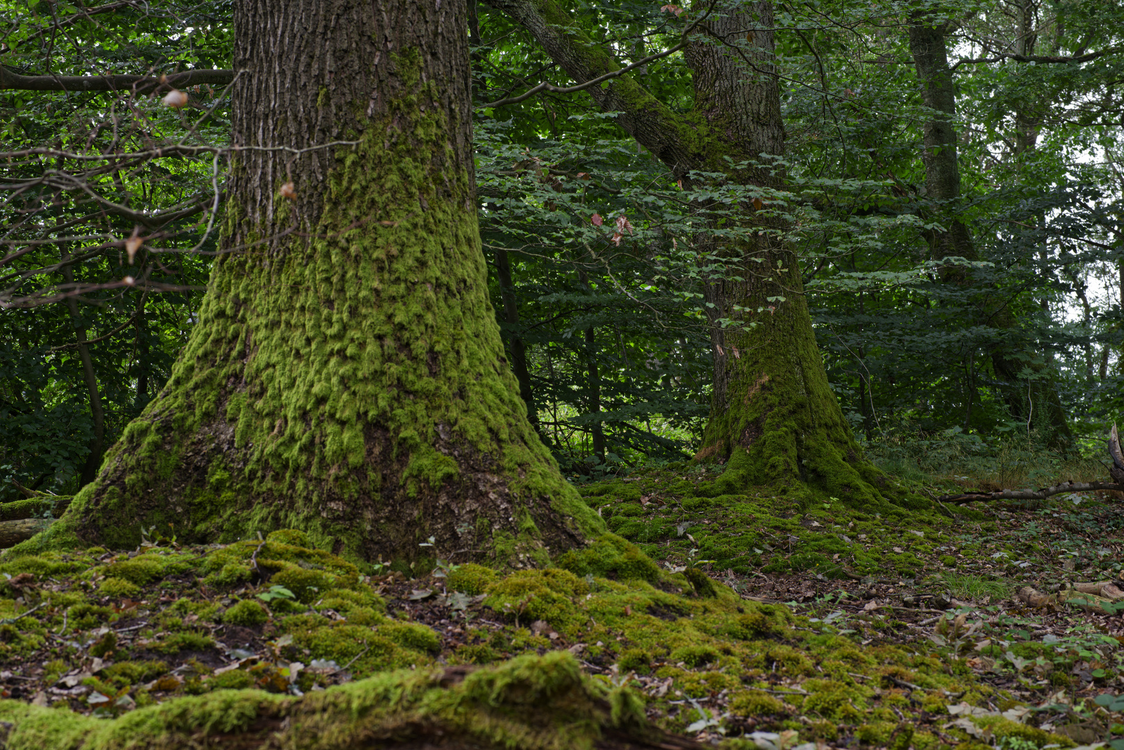 Waldmotive, hier: in den Mooswelten 