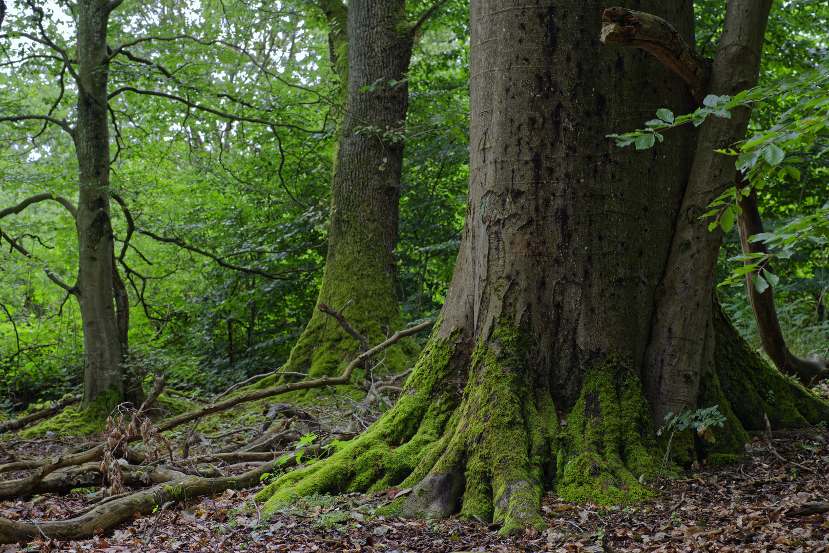 Waldmotive, hier: in den Mooswelten