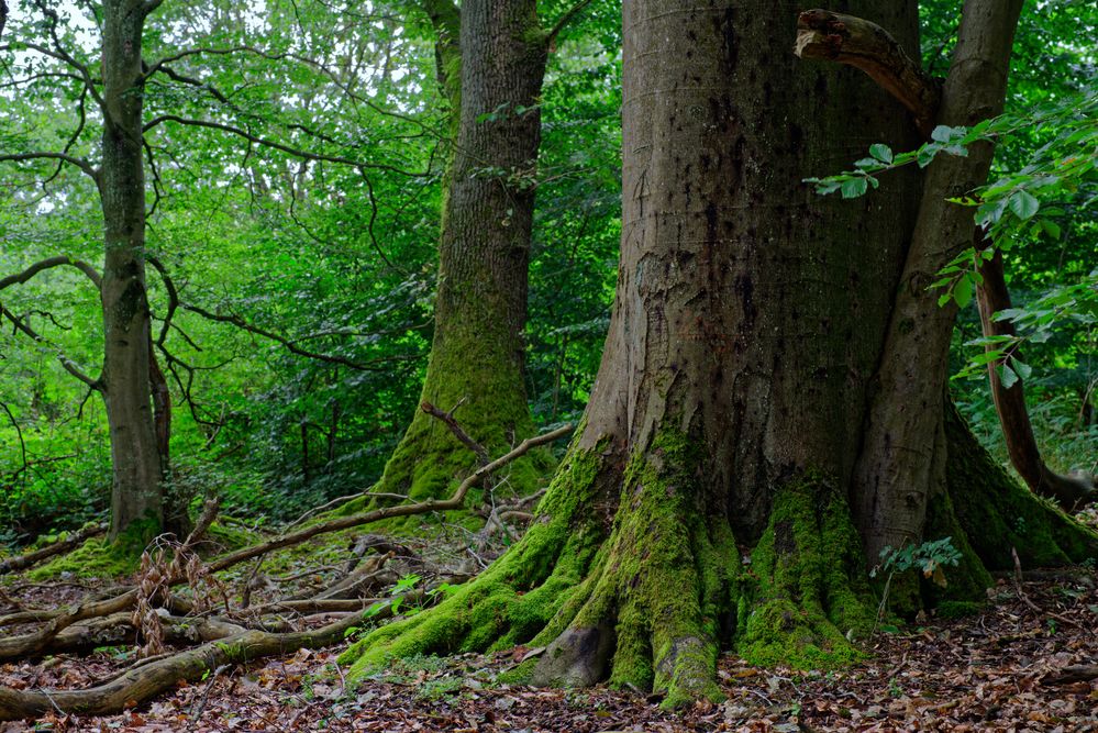 Waldmotive, hier: in den Mooswelten