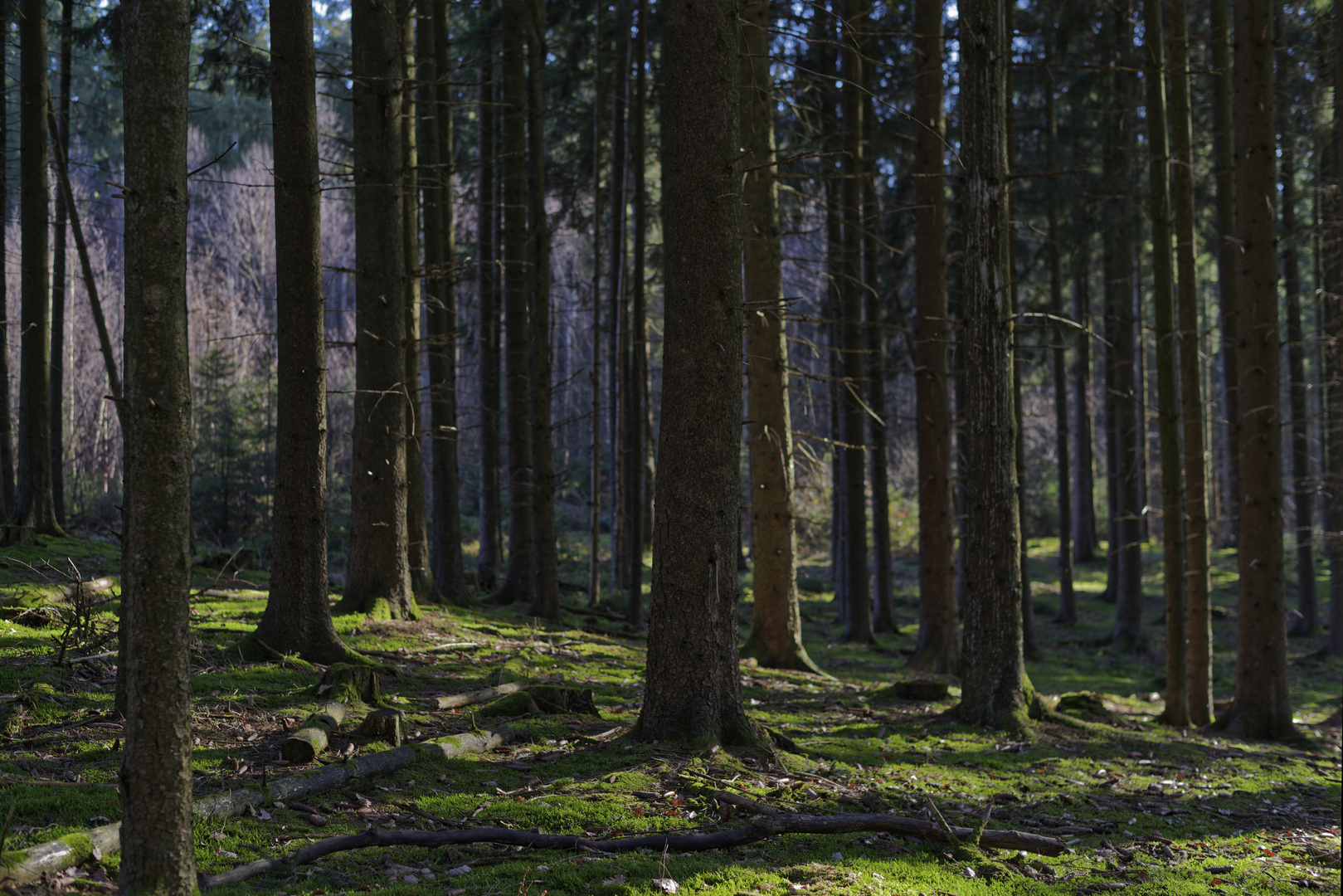 Waldmotive, hier: in den Mooswelten