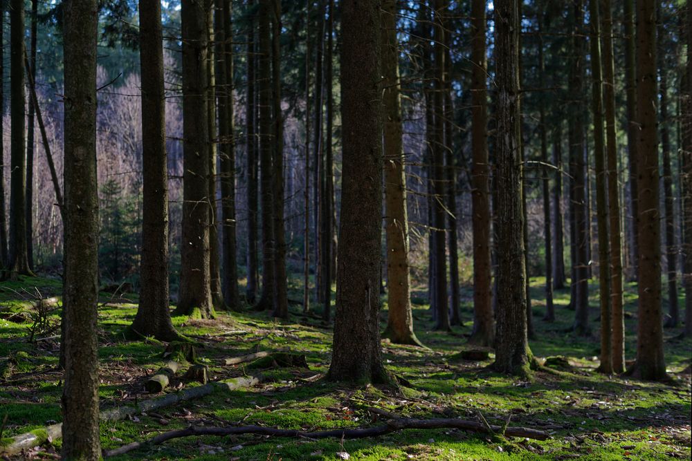 Waldmotive, hier: in den Mooswelten