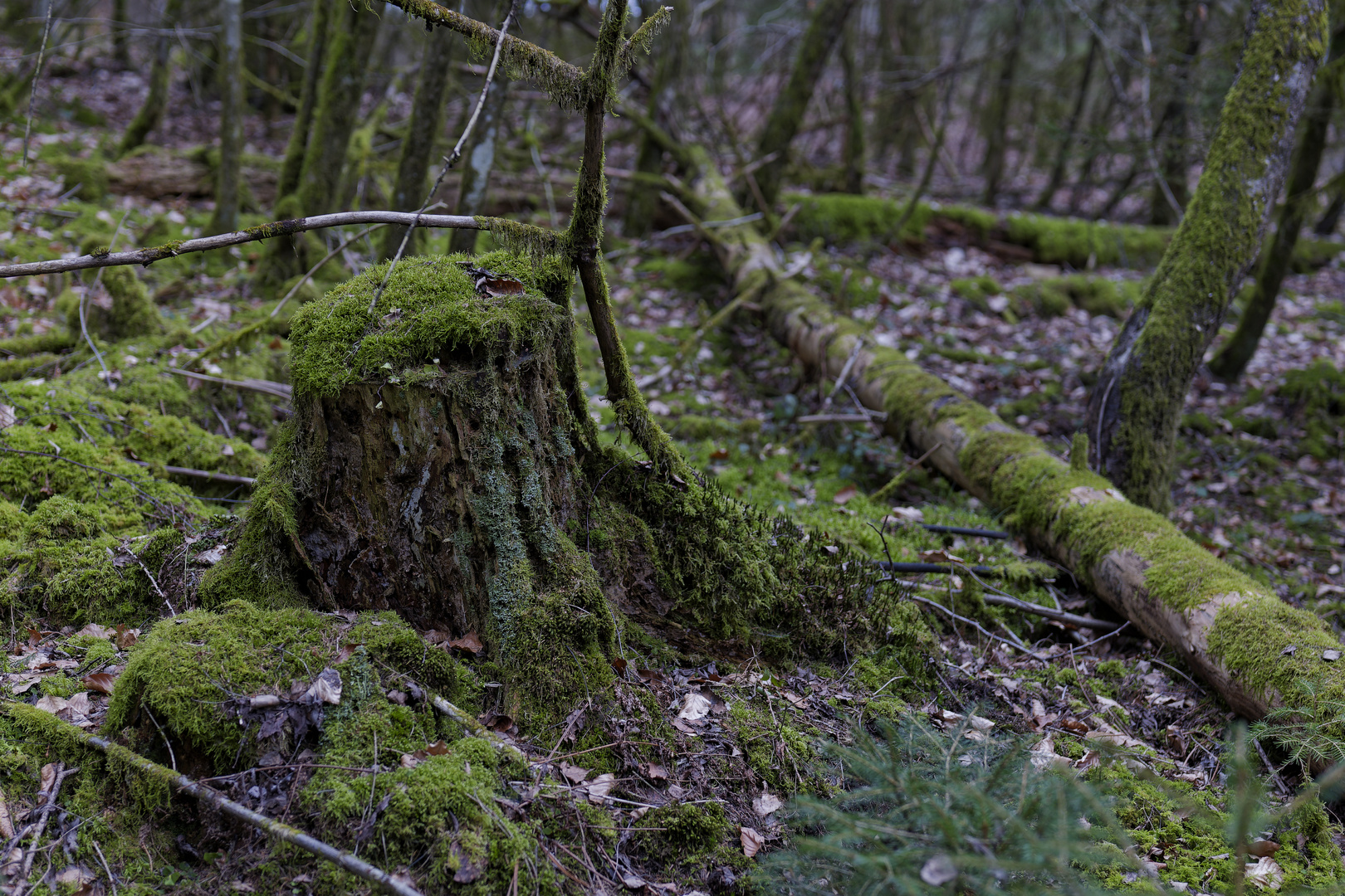 Waldmotive, hier: in den Mooswelten