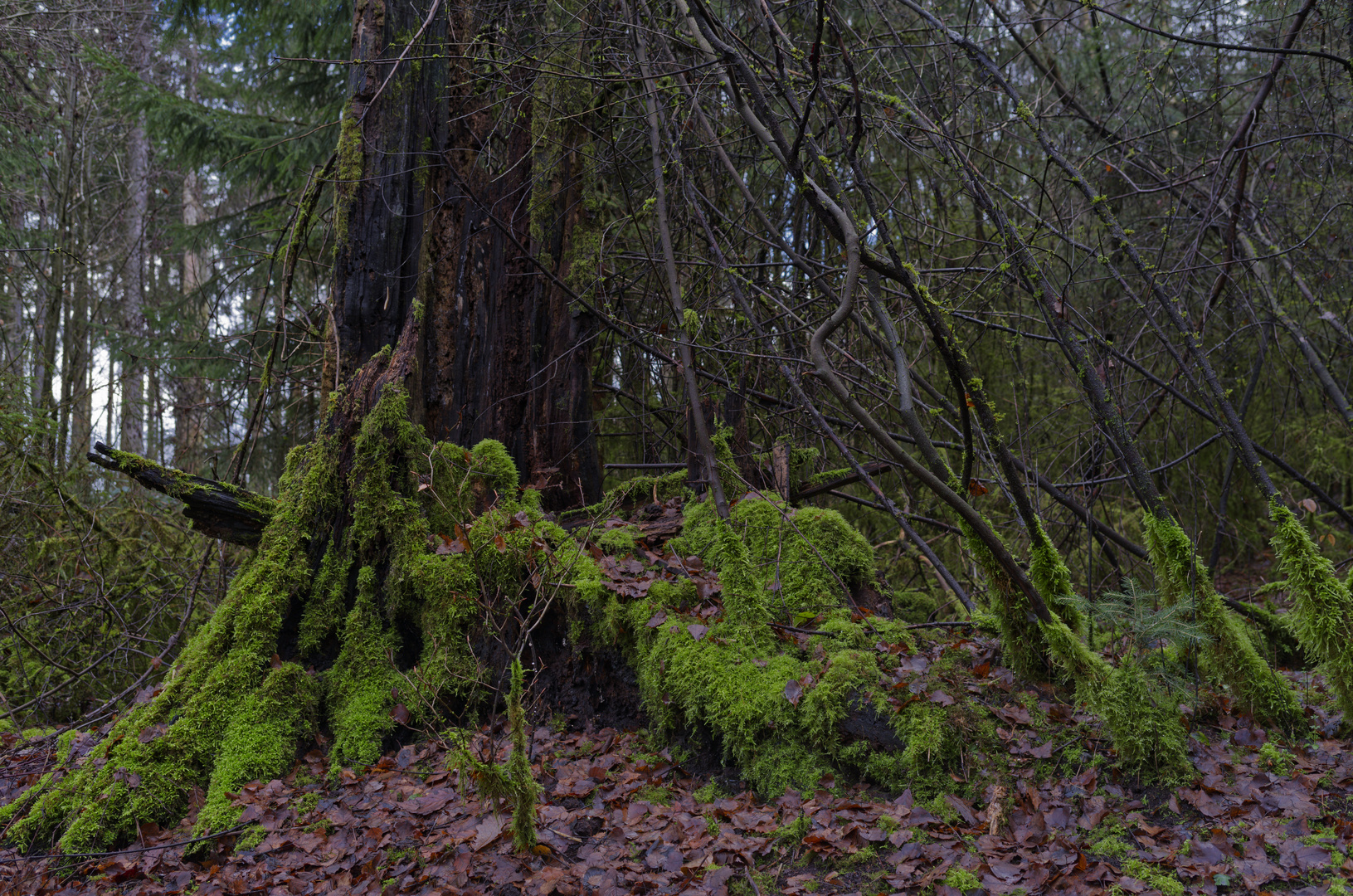 Waldmotive, hier: in den Mooswelten