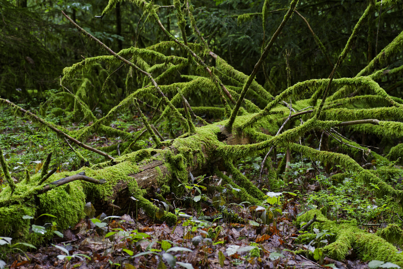 Waldmotive, hier: in den Mooswelten 