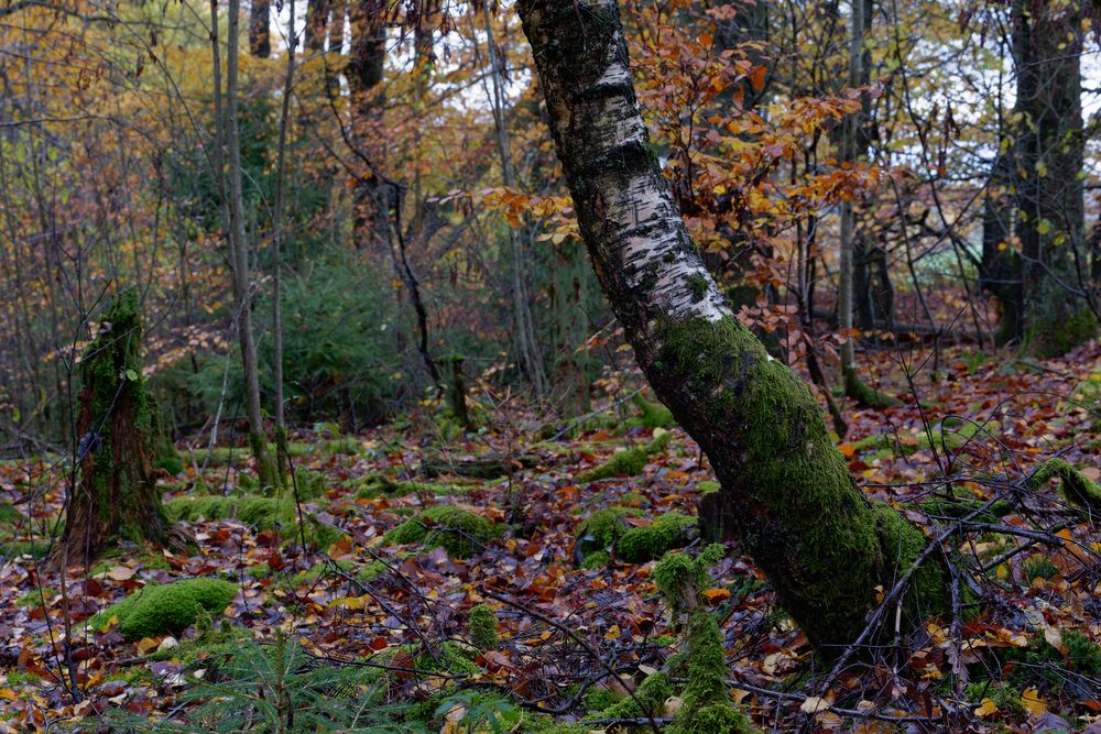 Waldmotive, hier: in den Mooswelten