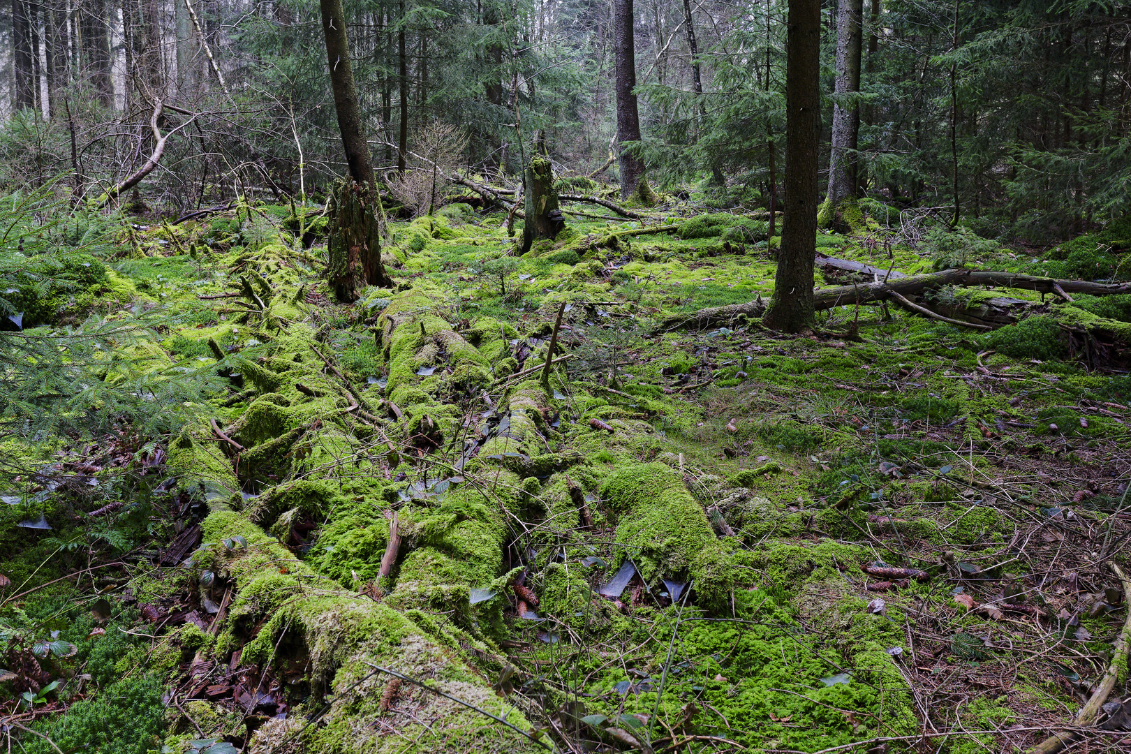 Waldmotive, hier: in den Mooswelten