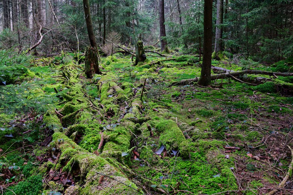 Waldmotive, hier: in den Mooswelten