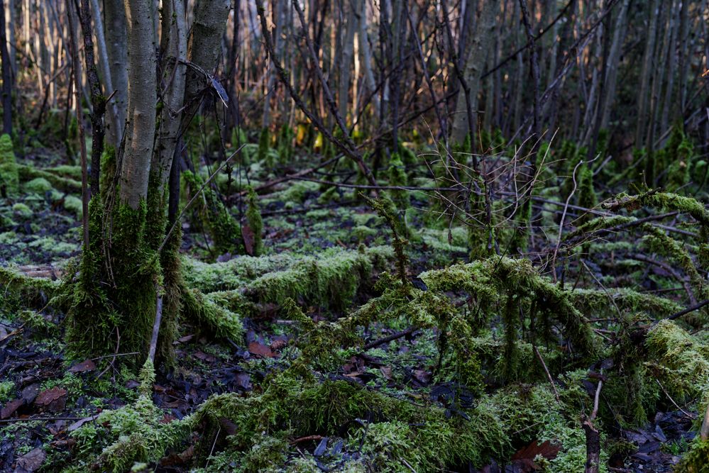 Waldmotive, hier: in den Mooswelten