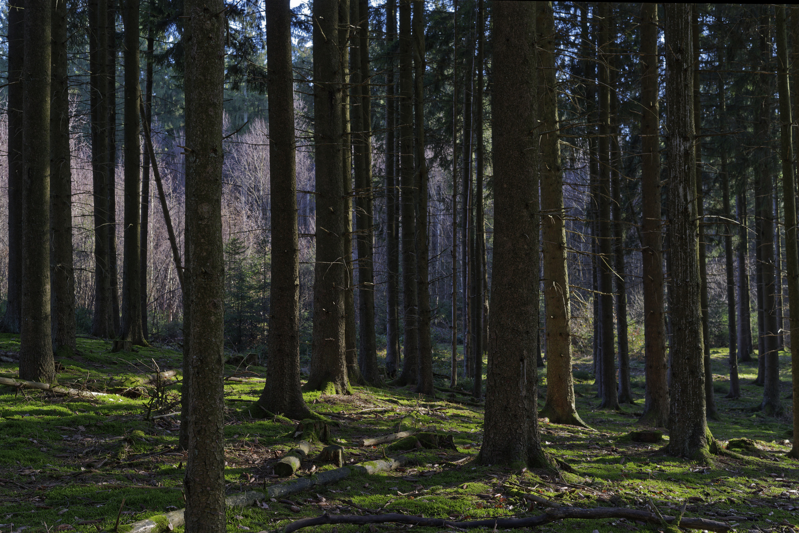 Waldmotive, hier: in den Mooswelten