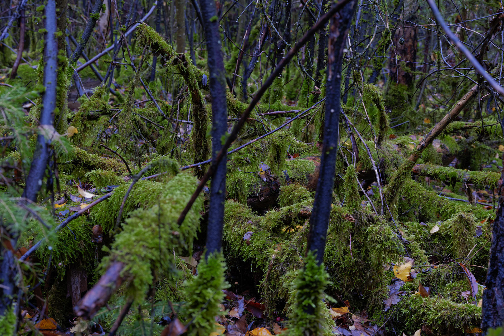 Waldmotive, hier: in den Mooswelten