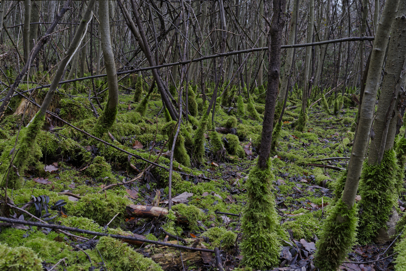 Waldmotive, hier: in den Mooswelten