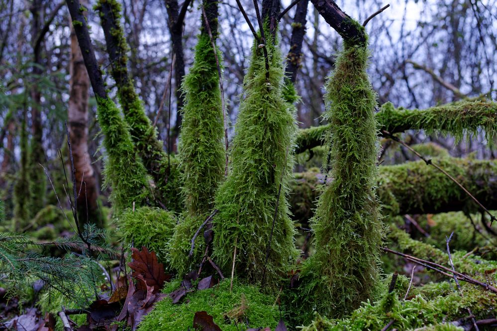 Waldmotive, hier: in den Mooswelten