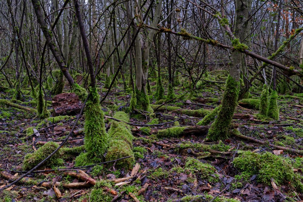 Waldmotive, hier: in den Mooswelten